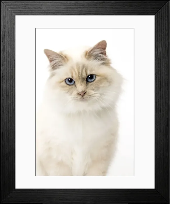 Framed Print : Picture No. 11771455 Framed Print : Picture No. 11771455