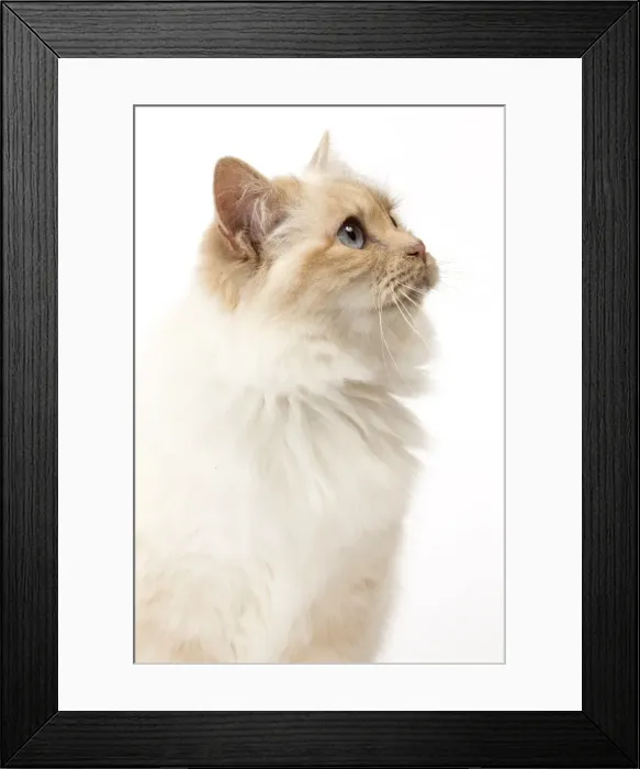 Framed Print : Picture No. 11771456 Framed Print : Picture No. 11771456