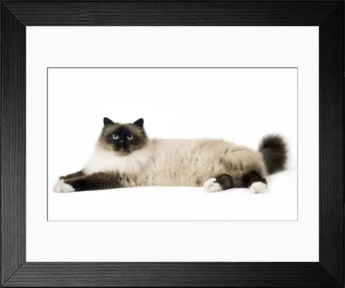 Framed Print : Picture No. 11771454 Framed Print : Picture No. 11771454