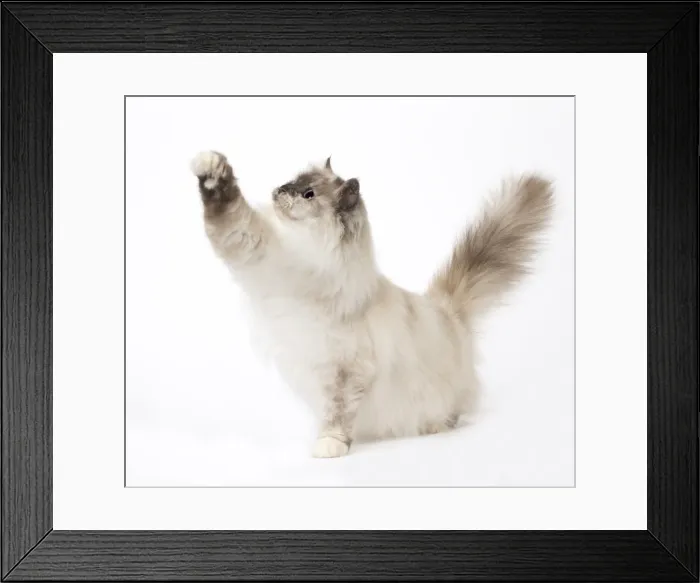 Framed Print : Picture No. 11771457 Framed Print : Picture No. 11771457