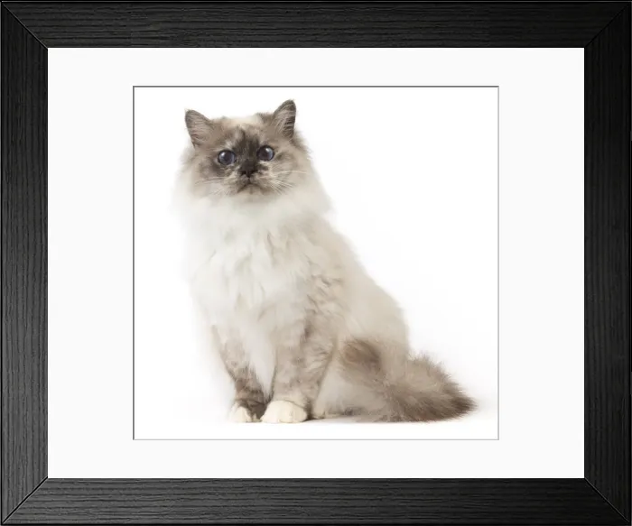 Framed Print : Picture No. 11771458 Framed Print : Picture No. 11771458