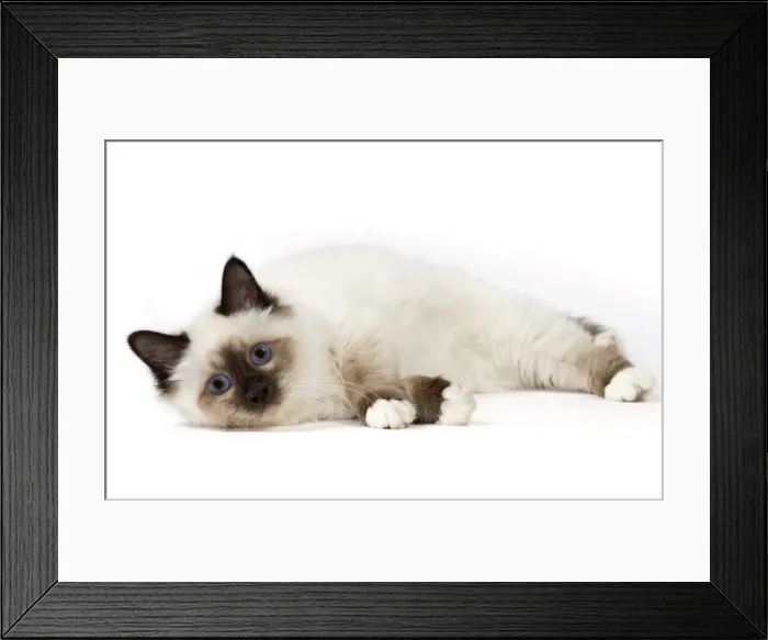 Framed Print : Picture No. 11771460 Framed Print : Picture No. 11771460