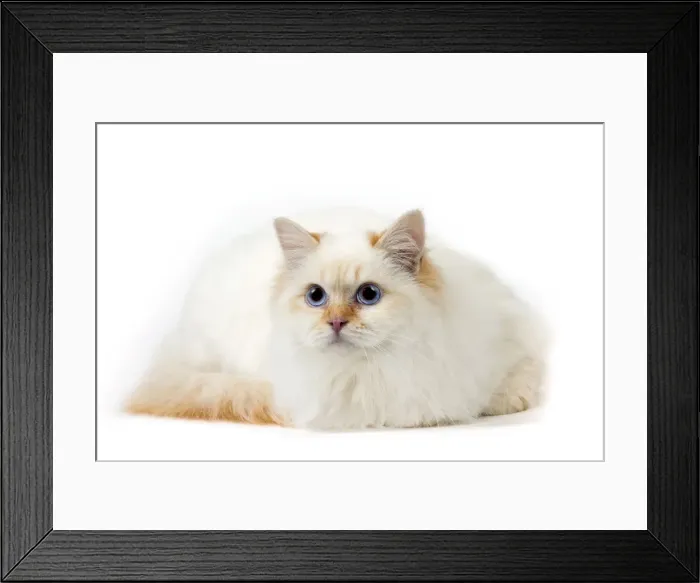 Framed Print : Picture No. 11771459 Framed Print : Picture No. 11771459