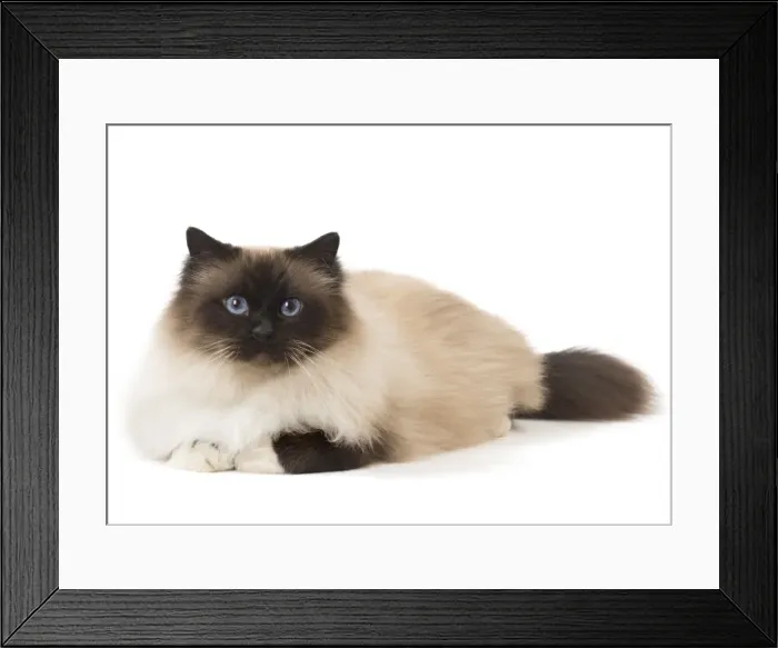 Framed Print : Picture No. 11771462 Framed Print : Picture No. 11771462