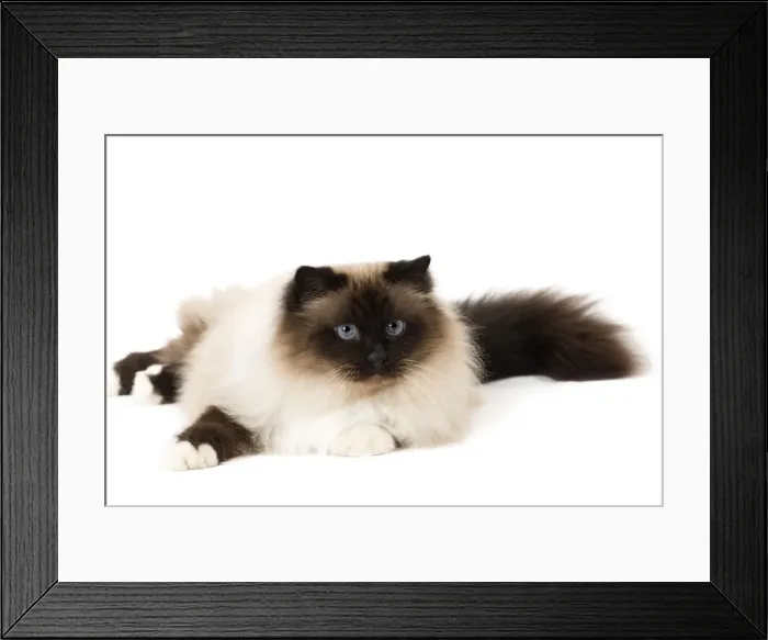 Framed Print : Picture No. 11771463 Framed Print : Picture No. 11771463