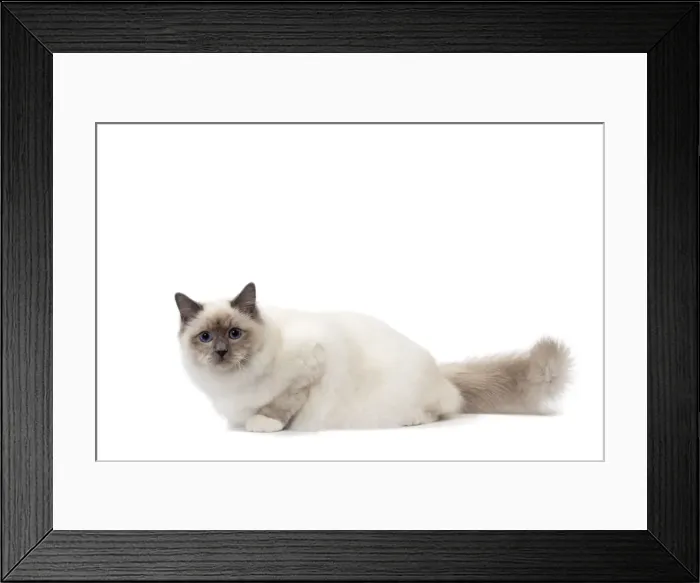 Framed Print : Picture No. 11771464 Framed Print : Picture No. 11771464