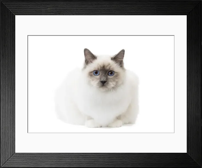Framed Print : Picture No. 11771465 Framed Print : Picture No. 11771465
