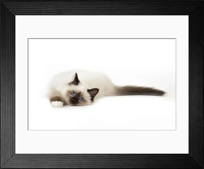 Framed Print : Picture No. 11771461 Framed Print : Picture No. 11771461