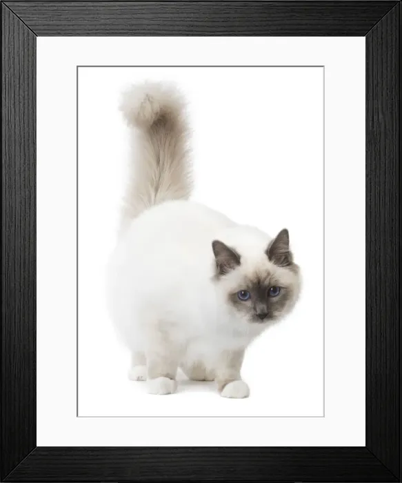 Framed Print : Picture No. 11771466 Framed Print : Picture No. 11771466