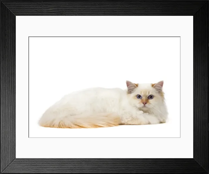 Framed Print : Picture No. 11771468 Framed Print : Picture No. 11771468