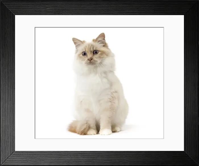 Framed Print : Picture No. 11771467 Framed Print : Picture No. 11771467