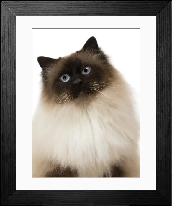 Framed Print : Picture No. 11771469 Framed Print : Picture No. 11771469