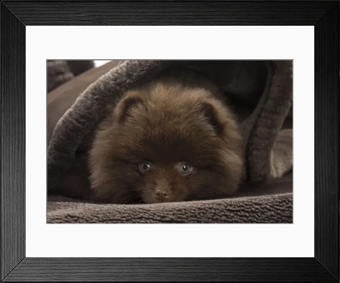 Framed Print : Picture No. 11771470 Framed Print : Picture No. 11771470