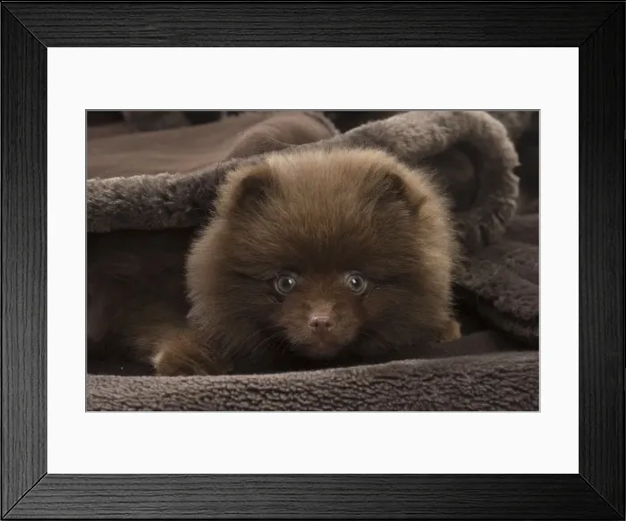 Framed Print : Picture No. 11771472 Framed Print : Picture No. 11771472