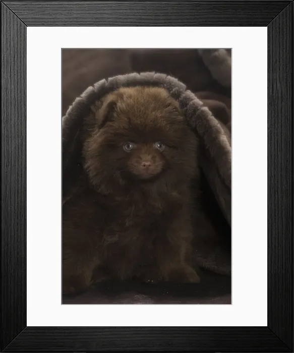 Framed Print : Picture No. 11771474 Framed Print : Picture No. 11771474