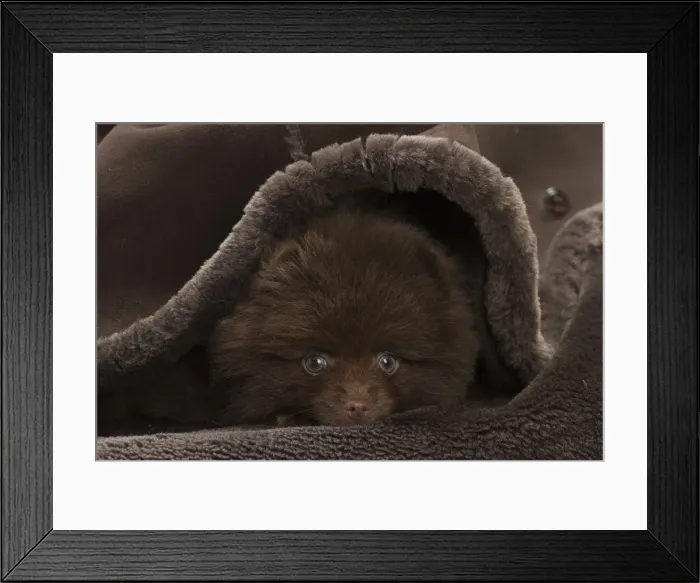 Framed Print : Picture No. 11771475 Framed Print : Picture No. 11771475