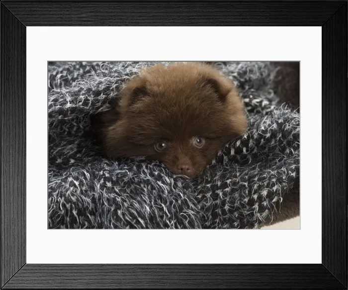 Framed Print : Picture No. 11771476 Framed Print : Picture No. 11771476