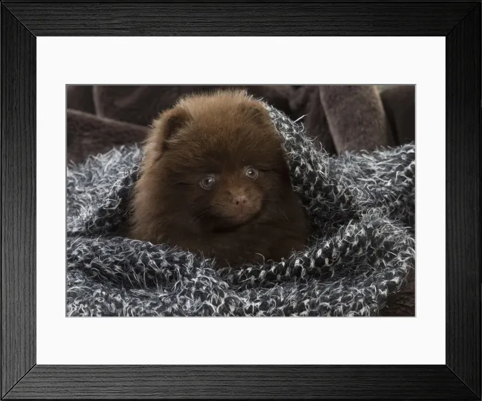 Framed Print : Picture No. 11771477 Framed Print : Picture No. 11771477