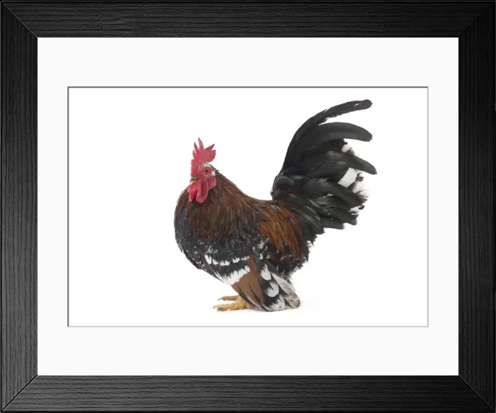 Framed Print : Picture No. 11771479 Framed Print : Picture No. 11771479