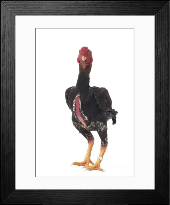 Framed Print : Picture No. 11771485 Framed Print : Picture No. 11771485