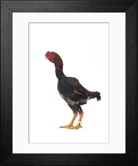 Framed Print : Picture No. 11771487 Framed Print : Picture No. 11771487