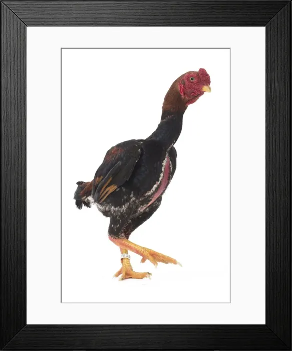 Framed Print : Picture No. 11771489 Framed Print : Picture No. 11771489