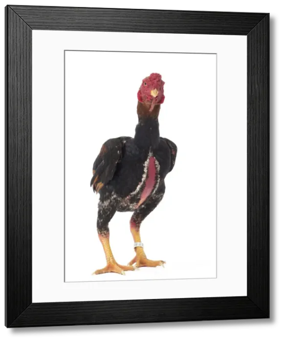 Framed Print : Picture No. 11771488 Framed Print : Picture No. 11771488
