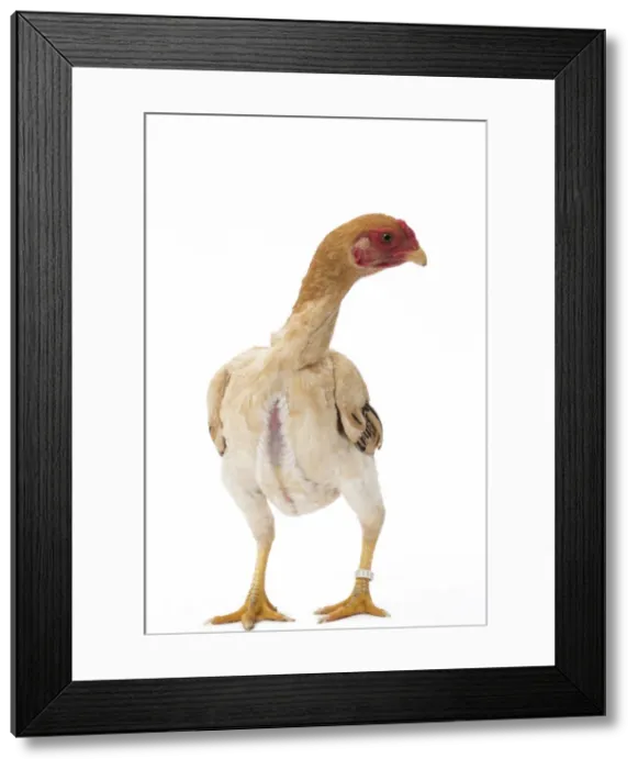 Framed Print : Picture No. 11771491 Framed Print : Picture No. 11771491