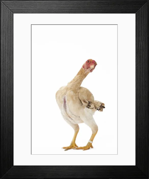 Framed Print : Picture No. 11771493 Framed Print : Picture No. 11771493