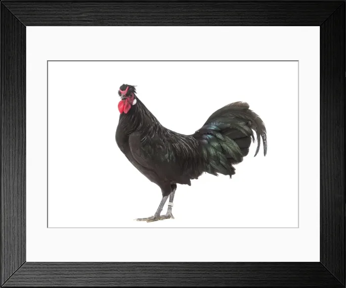 Framed Print : Picture No. 11771494 Framed Print : Picture No. 11771494