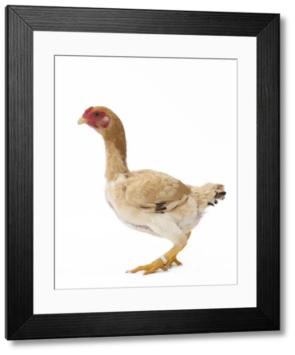 Framed Print : Picture No. 11771492 Framed Print : Picture No. 11771492