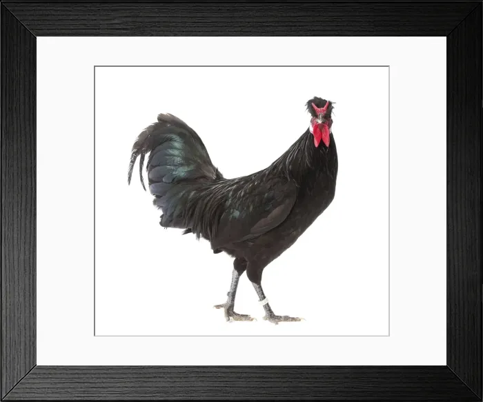 Framed Print : Picture No. 11771495 Framed Print : Picture No. 11771495