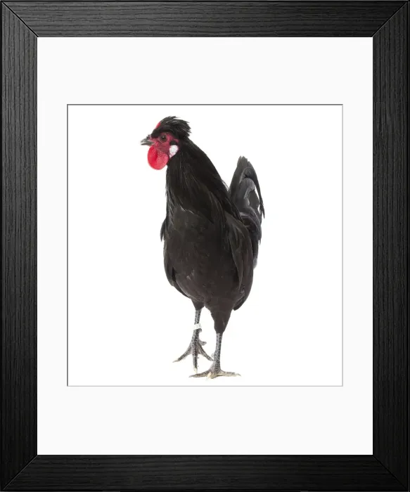 Framed Print : Picture No. 11771497 Framed Print : Picture No. 11771497