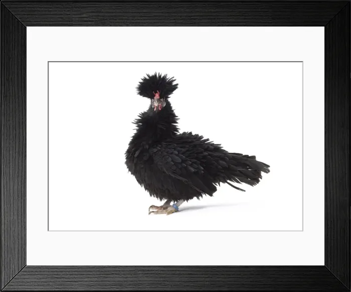 Framed Print : Picture No. 11771498 Framed Print : Picture No. 11771498