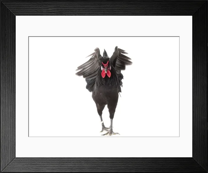 Framed Print : Picture No. 11771496 Framed Print : Picture No. 11771496