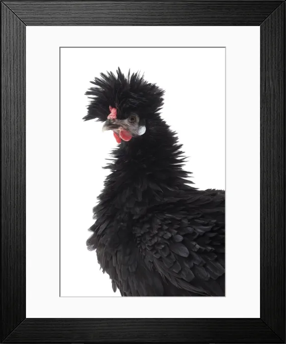 Framed Print : Picture No. 11771500 Framed Print : Picture No. 11771500