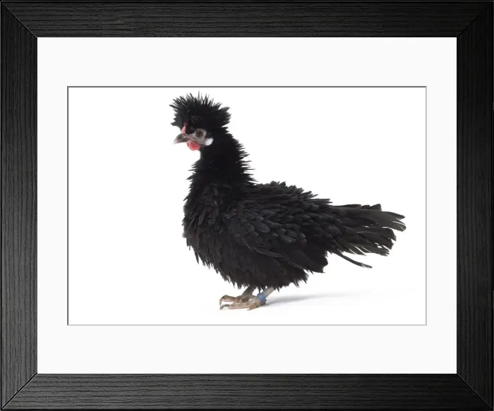 Framed Print : Picture No. 11771499 Framed Print : Picture No. 11771499