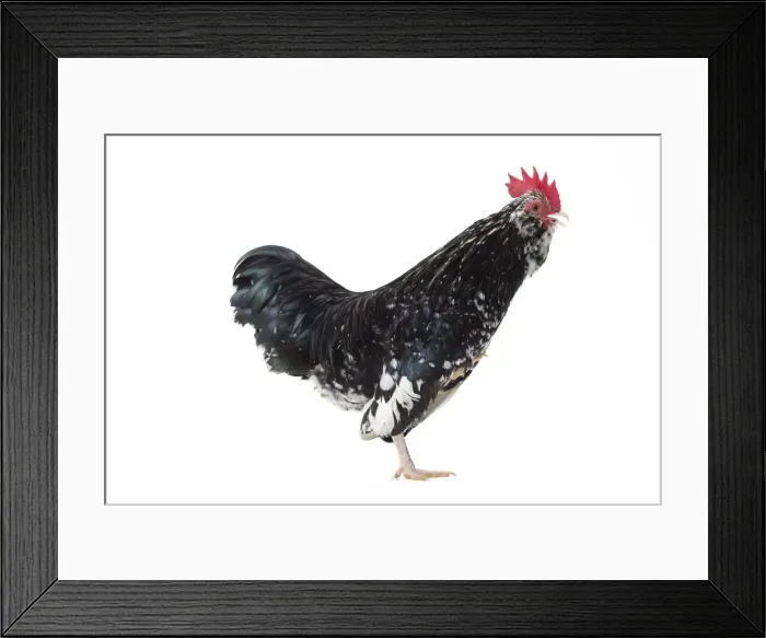 Framed Print : Picture No. 11771502 Framed Print : Picture No. 11771502