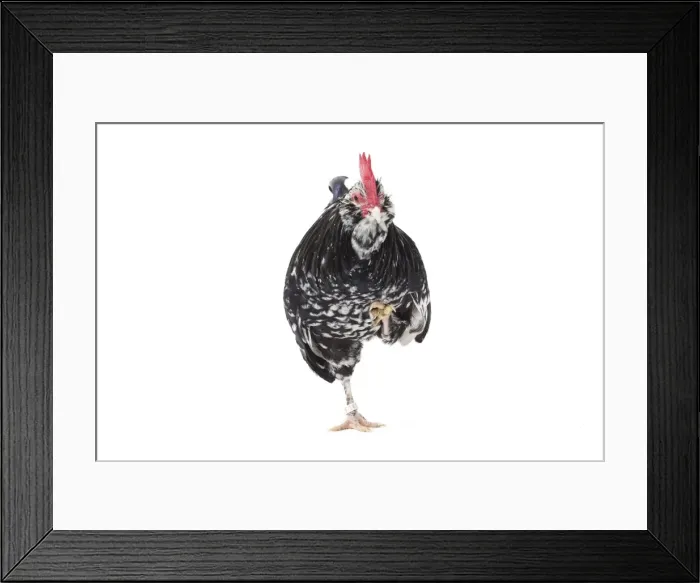 Framed Print : Picture No. 11771503 Framed Print : Picture No. 11771503