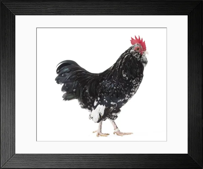 Framed Print : Picture No. 11771504 Framed Print : Picture No. 11771504