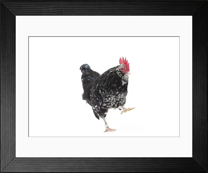 Framed Print : Picture No. 11771505 Framed Print : Picture No. 11771505
