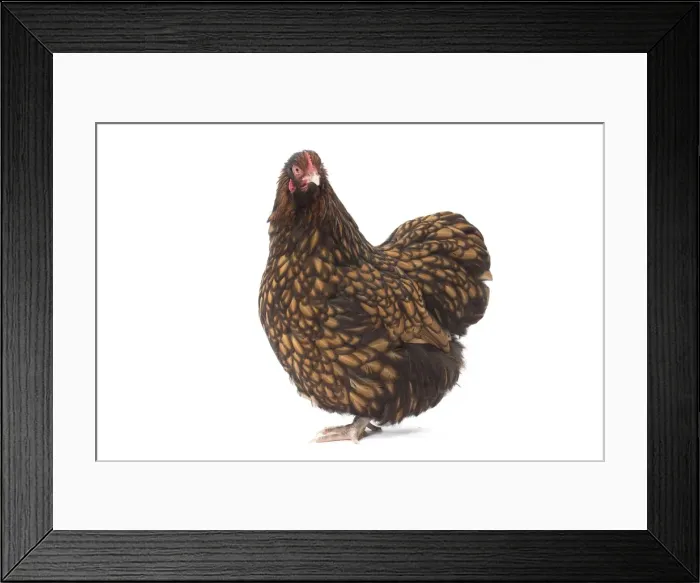 Framed Print : Picture No. 11771506 Framed Print : Picture No. 11771506