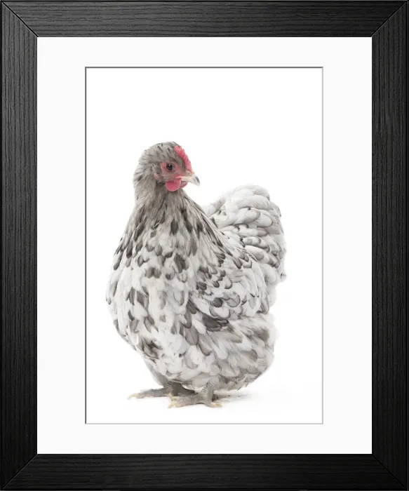 Framed Print : Picture No. 11771508 Framed Print : Picture No. 11771508
