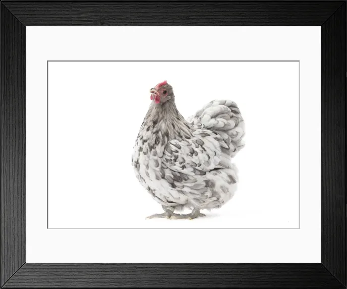 Framed Print : Picture No. 11771509 Framed Print : Picture No. 11771509