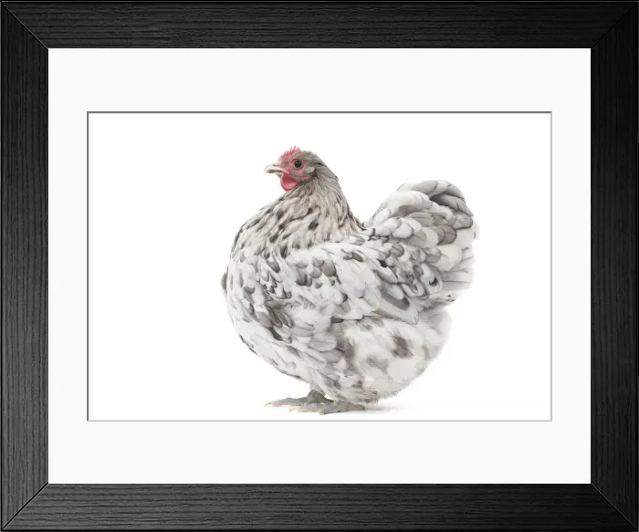 Framed Print : Picture No. 11771510 Framed Print : Picture No. 11771510
