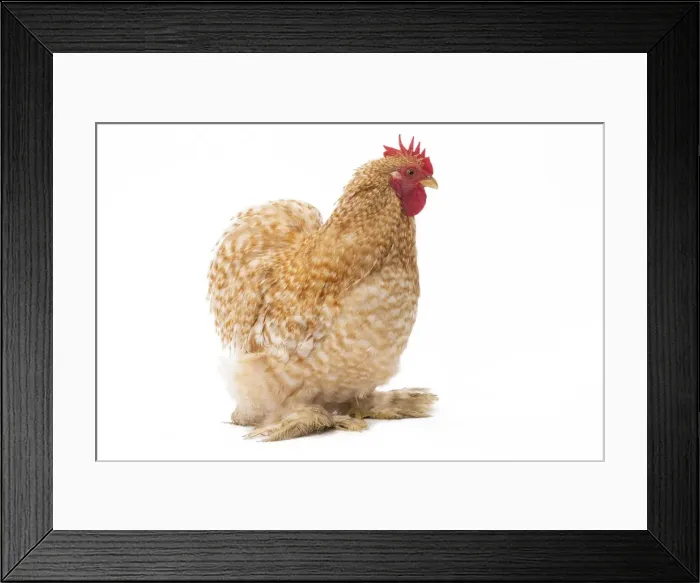 Framed Print : Picture No. 11771511 Framed Print : Picture No. 11771511