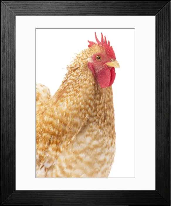 Framed Print : Picture No. 11771512 Framed Print : Picture No. 11771512