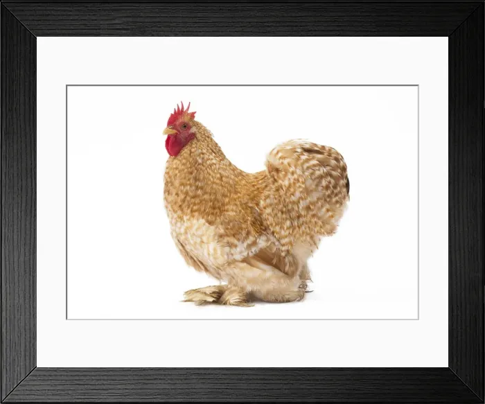 Framed Print : Picture No. 11771513 Framed Print : Picture No. 11771513