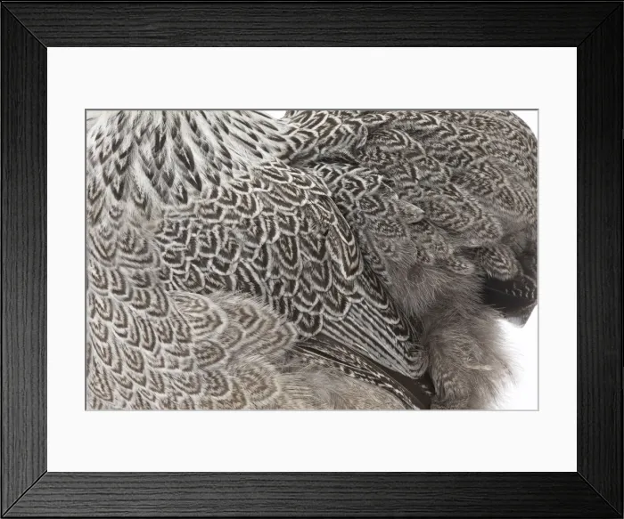 Framed Print : Picture No. 11771514 Framed Print : Picture No. 11771514