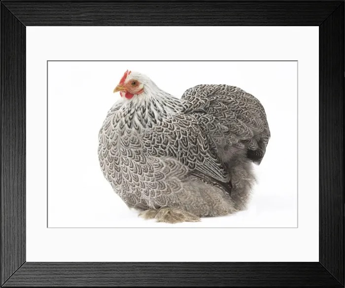 Framed Print : Picture No. 11771515 Framed Print : Picture No. 11771515